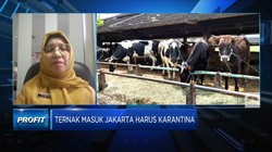 Ancaman Wabah PMK di Idul Adha, DKI Wajibkan Karantina