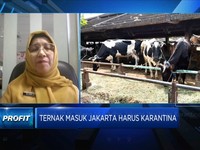 Ancaman Wabah PMK di Idul Adha, DKI Wajibkan Karantina