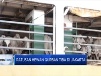 Pemerintah Imbau Kirim Sapi Ternak Via Jalur Laut, Kenapa?