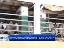Pemerintah Imbau Kirim Sapi Ternak Via Jalur Laut, Kenapa?