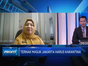 DKI Jakarta Perangi Wabah PMK Ternak, Ini Strateginya