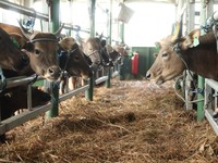 Jelang Idul Adha, RI Jor-joran Impor Sapi & Kambing Australia