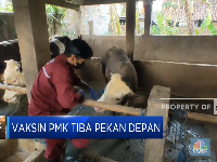 Siap-Siap! Vaksin PMK Datang Pekan Depan