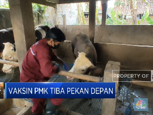Siap-Siap! Vaksin PMK Datang Pekan Depan