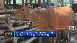116 Sapi Terpapar PMK, Kementan Yakin Stok Daging Masih Aman