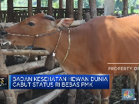 116 Sapi Terpapar PMK, Kementan Yakin Stok Daging Masih Aman