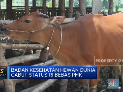 116 Sapi Terpapar PMK, Kementan Yakin Stok Daging Masih Aman