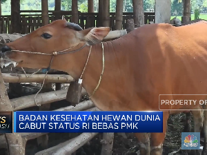 116 Sapi Terpapar PMK, Kementan Yakin Stok Daging Masih Aman