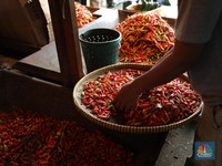 Harga Cabai Rawit Makin Pedas, Ternyata Ini Biang Keroknya