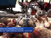 Pemerintah Dorong Mekanisme Flush Out Demi Dorong Ekspor CPO