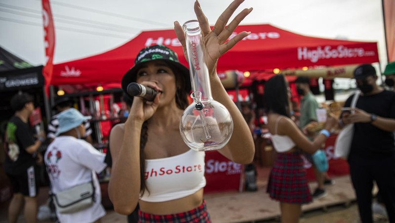 Orang-orang membawa tanaman ganja selama festival merayakan legalisasi di Nakhon Pathom, Thailand, Minggu (12/6/2022). Highland Network, sebuah organisasi pro-ganja, menyelenggarakan festival musik dan ganja 