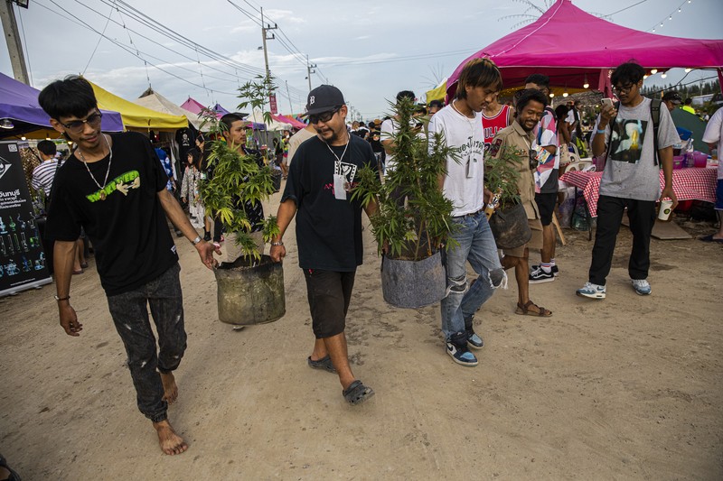 Pesta Legalisasi Ganja di Thailand Orang-orang membawa tanaman ganja selama festival merayakan legalisasi di Nakhon Pathom, Thailand, Minggu (12/6/2022). Highland Network, sebuah organisasi pro-ganja, menyelenggarakan festival musik dan ganja