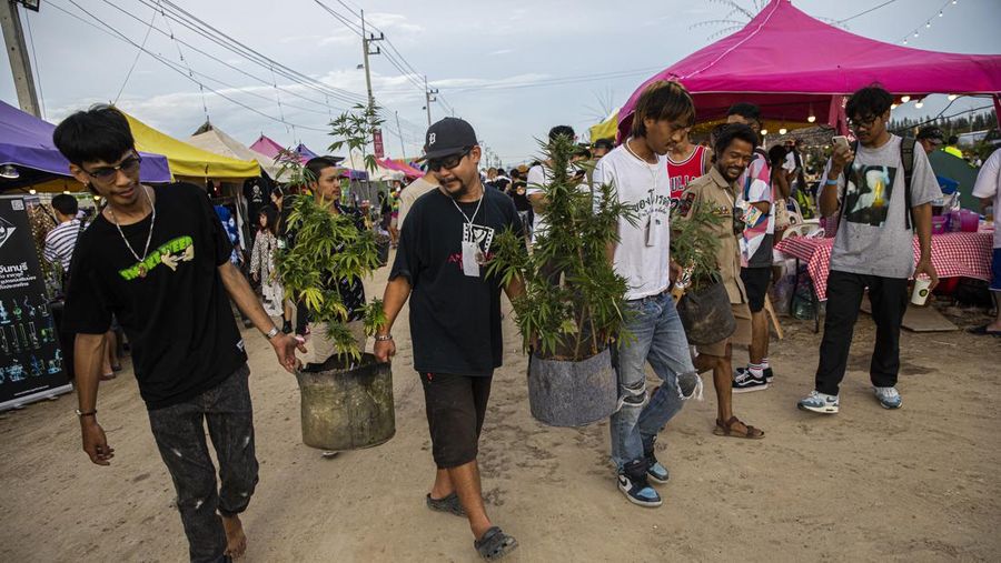 Orang-orang membawa tanaman ganja selama festival merayakan legalisasi di Nakhon Pathom, Thailand, Minggu (12/6/2022). Highland Network, sebuah organisasi pro-ganja, menyelenggarakan festival musik dan ganja 