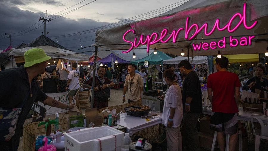 Orang-orang membawa tanaman ganja selama festival merayakan legalisasi di Nakhon Pathom, Thailand, Minggu (12/6/2022). Highland Network, sebuah organisasi pro-ganja, menyelenggarakan festival musik dan ganja 