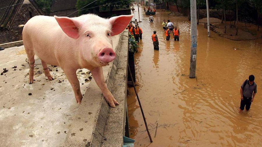 Seekor babi terdampar di atap sebuah rumah di Luohe, provinsi Henan, China tengah saat air banjir menutupi jalan utama kota itu, Minggu (18/7/2022). (Photo credit should read STR/AFP via Getty Images)