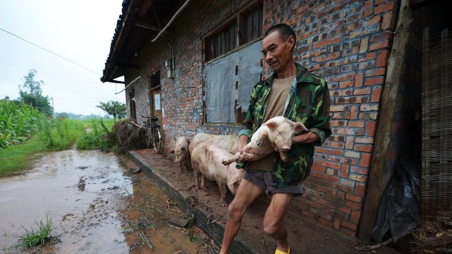 Seorang peternak mencoba menyelamatkan babinya dari peternakannya yang terendam banjir di pinggiran Chongqing, China Minggu (22/6/2012). (Photo credit should read STR/AFP/GettyImages)