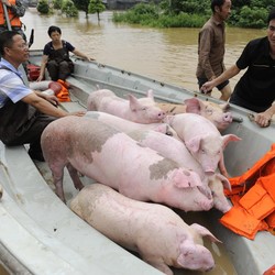 Duh! Babi Bikin Pening China, Ada Apa Lagi Xi Jinping?