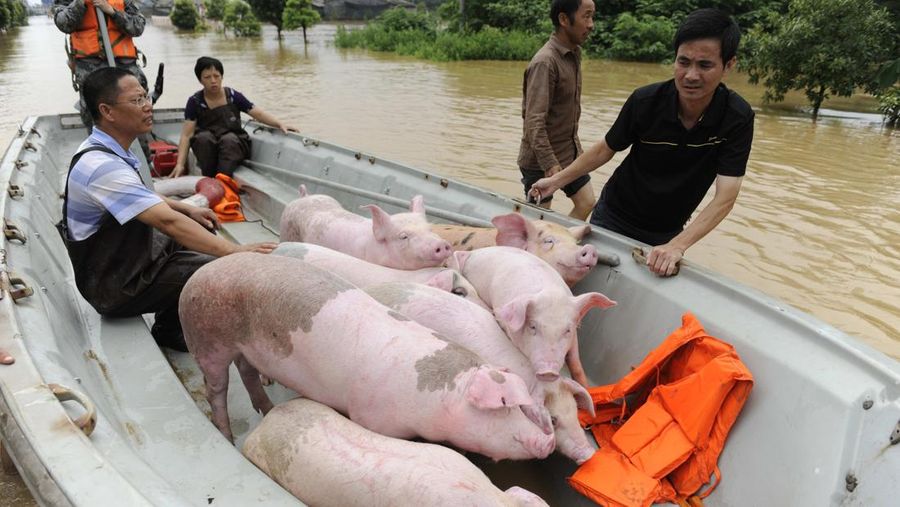 Peternak menyelamatkan babi mereka dari banjir setelah hujan lebat melanda Lanxi, provinsi Zhejiang China timur, Senin (20/6/2011). (Photo credit should read STR/AFP via Getty Images)