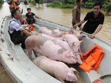 Babi Langka di China, Ternyata Gara-Gara Ini