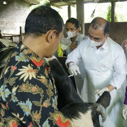 Hore! Sapi Cs Udah Boleh Vaksin PMK Mulai Hari Ini