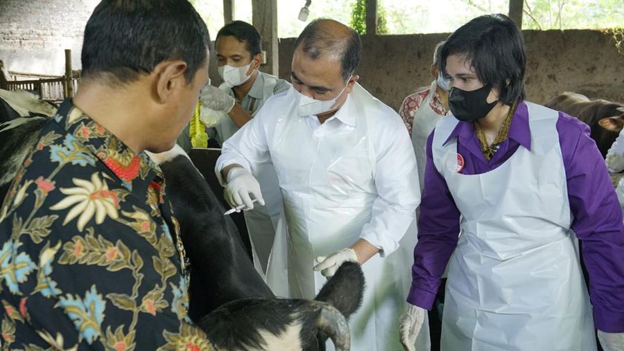 Dirjen PKH Kementan Nasrullah melakukan penyuntikan perdana Vaksinasi wabah PMK di peternakan sapi perah Dusun Tanjunganom, Desa Tanjungsari, Kecamatan Taman Sidoarjo di Kabupaten Sidoarjo. (Dok. Kementan)