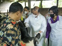 'Kiamat' Susu Mengancam, Peternak Sapi Minta Ini