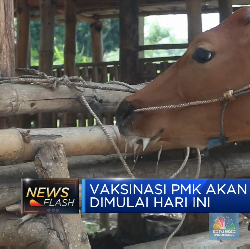 Top! Vaksinasi PMK Dimulai Hari Ini