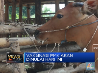 Top! Vaksinasi PMK Dimulai Hari Ini
