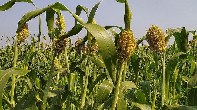 Bukan Impor, Tanaman Asli RI Ini Bisa Jadi Penyelamat dari Krisis BBM!