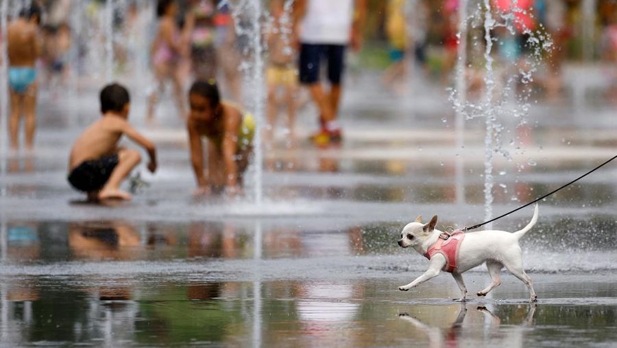 Seekor anjing berjalan melewati anak-anak yang mendinginkan diri di air mancur umum di Nice saat gelombang panas awal melanda Prancis, Rabu (15/6/2022). (REUTERS/Eric Gaillard)