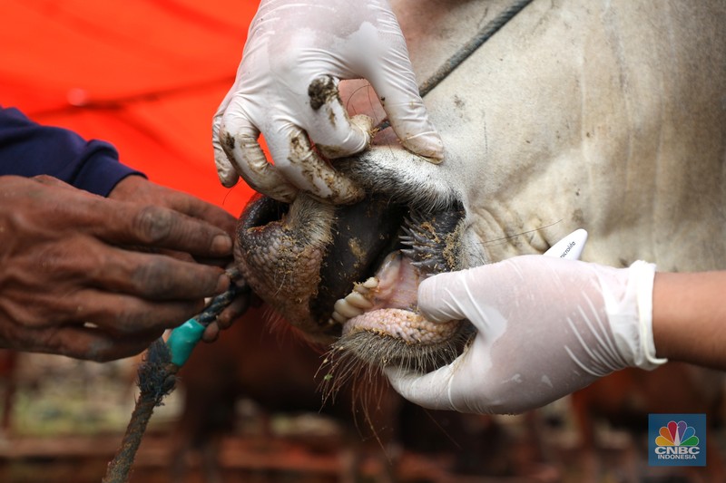 Dinas Ketahanan Pangan Kota Tangerang dengan menggunakan pakaian alat pelindung diri melakukan pengecekan kesehatan sapi yang berasal dari Bima, Nusa Tenggara Barat (NTB) di area Kecamatan Cipondoh, Tangerang, Banten, Rabu (15/6/2022). (CNBC Indonesia/ Tri Susilo)