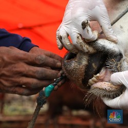 Duh! Hampir Setahun Wabah PMK Masuk RI, Vaksinasi Belum Beres