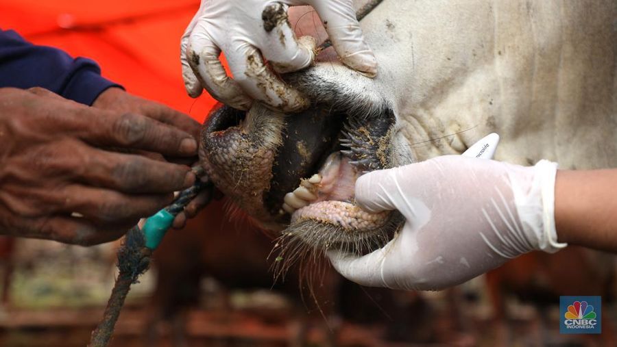 Dinas Ketahanan Pangan Kota Tangerang dengan menggunakan pakaian alat pelindung diri melakukan pengecekan kesehatan sapi yang berasal dari Bima, Nusa Tenggara Barat (NTB) di area Kecamatan Cipondoh, Tangerang, Banten, Rabu (15/6/2022). (²©²ÊÍøÕ¾/ Tri Susilo)