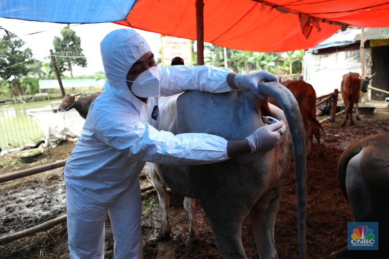 Pemeriksaan PMK Hewan Kurban Dinas Ketahanan Pangan Kota Tangerang dengan menggunakan pakaian alat pelindung diri melakukan pengecekan kesehatan sapi yang berasal dari Bima, Nusa Tenggara Barat (NTB) di area Kecamatan Cipondoh, Tangerang, Banten, Rabu (15/6/2022). (CNBC Indonesia/ Tri Susilo)
