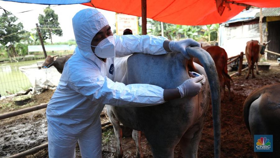 Dinas Ketahanan Pangan Kota Tangerang dengan menggunakan pakaian alat pelindung diri melakukan pengecekan kesehatan sapi yang berasal dari Bima, Nusa Tenggara Barat (NTB) di area Kecamatan Cipondoh, Tangerang, Banten, Rabu (15/6/2022). (CNBC Indonesia/ Tri Susilo)