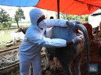 Penyakit Mulut & Kuku Serang Sapi di 7 Provinsi, 4 Juta Vaksin Disebar