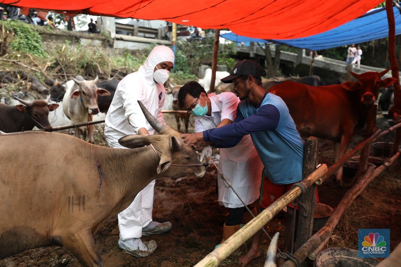 Dinas Ketahanan Pangan Kota Tangerang dengan menggunakan pakaian alat pelindung diri melakukan pengecekan kesehatan sapi yang berasal dari Bima, Nusa Tenggara Barat (NTB) di area Kecamatan Cipondoh, Tangerang, Banten, Rabu (15/6/2022). (CNBC Indonesia/ Tri Susilo)