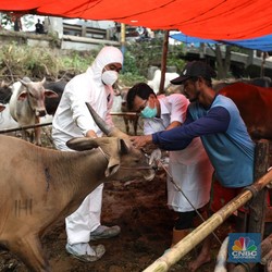 Satgas Longgarkan Lalu Lintas Hewan Rentan Kena Wabah PMK