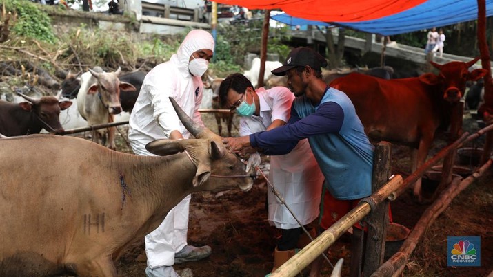 Dinas Ketahanan Pangan Kota Tangerang dengan menggunakan pakaian alat pelindung diri melakukan pengecekan kesehatan sapi yang berasal dari Bima, Nusa Tenggara Barat (NTB) di area Kecamatan Cipondoh, Tangerang, Banten, Rabu (15/6/2022). (CNBC Indonesia/ Tri Susilo)