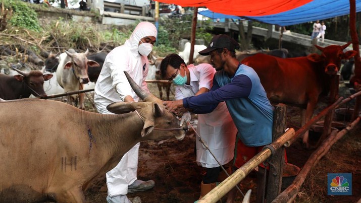 Pemeriksaan PMK Hewan Kurban Dinas Ketahanan Pangan Kota Tangerang dengan menggunakan pakaian alat pelindung diri melakukan pengecekan kesehatan sapi yang berasal dari Bima, Nusa Tenggara Barat (NTB) di area Kecamatan Cipondoh, Tangerang, Banten, Rabu (15/6/2022). (CNBC Indonesia/ Tri Susilo)
