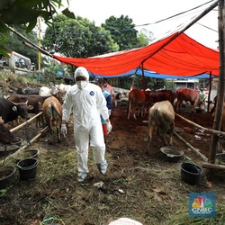Jangan Khawatir, Daging &Susu Sapi Terkena PMK Aman Dimakan