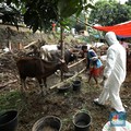 Minim Fasilitas, DPR Nilai Penanganan PMK Belum Optimal
