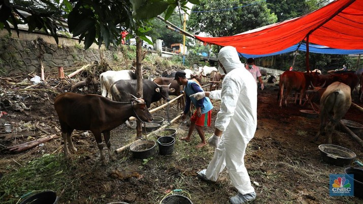 Pemeriksaan PMK Hewan Kurban Dinas Ketahanan Pangan Kota Tangerang dengan menggunakan pakaian alat pelindung diri melakukan pengecekan kesehatan sapi yang berasal dari Bima, Nusa Tenggara Barat (NTB) di area Kecamatan Cipondoh, Tangerang, Banten, Rabu (15/6/2022). (CNBC Indonesia/ Tri Susilo)