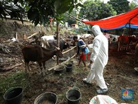 Minim Fasilitas, DPR Nilai Penanganan PMK Belum Optimal