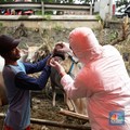 Waspada Penularan PMK! Lebih 75.000 Ekor Ternak Belum Sembuh