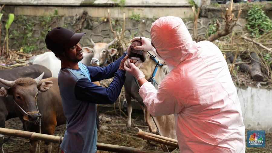 Dinas Ketahanan Pangan Kota Tangerang dengan menggunakan pakaian alat pelindung diri melakukan pengecekan kesehatan sapi yang berasal dari Bima, Nusa Tenggara Barat (NTB) di area Kecamatan Cipondoh, Tangerang, Banten, Rabu (15/6/2022). (CNBC Indonesia/ Tri Susilo)
