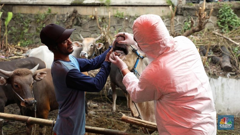 Dinas Ketahanan Pangan Kota Tangerang dengan menggunakan pakaian alat pelindung diri melakukan pengecekan kesehatan sapi yang berasal dari Bima, Nusa Tenggara Barat (NTB) di area Kecamatan Cipondoh, Tangerang, Banten, Rabu (15/6/2022). (CNBC Indonesia/ Tri Susilo)