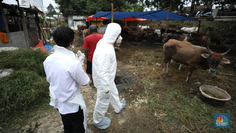Dinas Ketahanan Pangan Kota Tangerang dengan menggunakan pakaian alat pelindung diri melakukan pengecekan kesehatan sapi yang berasal dari Bima, Nusa Tenggara Barat (NTB) di area Kecamatan Cipondoh, Tangerang, Banten, Rabu (15/6/2022). (CNBC Indonesia/ Tri Susilo)