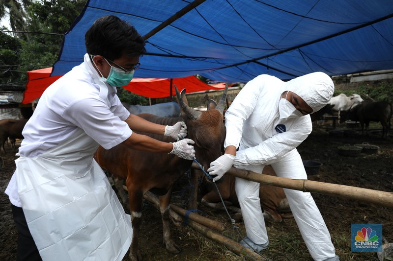 Dinas Ketahanan Pangan Kota Tangerang dengan menggunakan pakaian alat pelindung diri melakukan pengecekan kesehatan sapi yang berasal dari Bima, Nusa Tenggara Barat (NTB) di area Kecamatan Cipondoh, Tangerang, Banten, Rabu (15/6/2022). (CNBC Indonesia/ Tri Susilo)