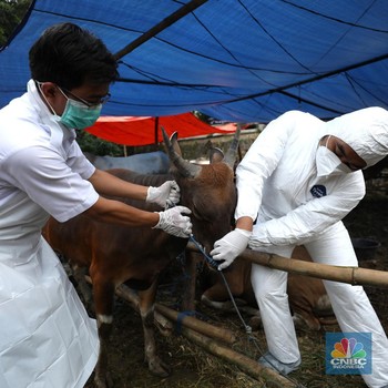 Ada Wabah PMK, Sapi di Jabodetabek Disisir Sampai ke Pedagang